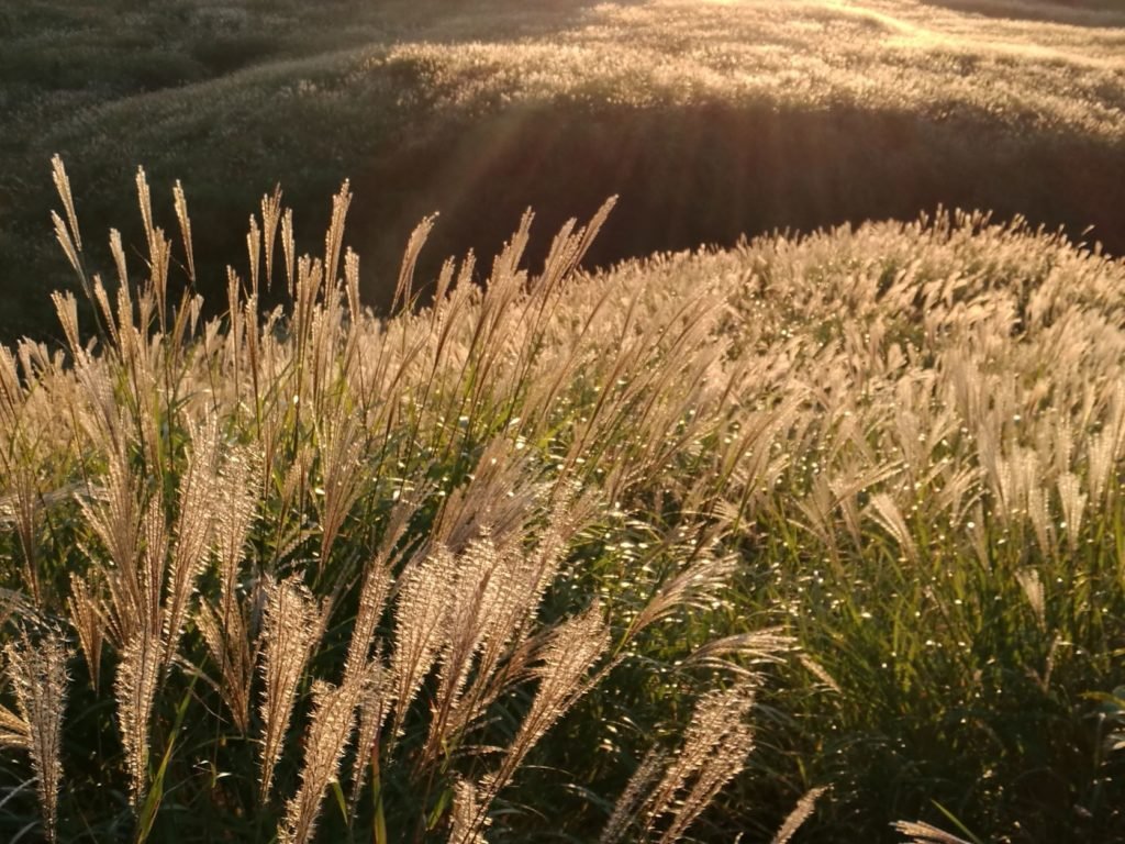 🏞️ 타와라야마 고개 전망대(다와라야마토게 덴보조) 이미지 7